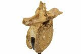 Fossil Theropod (Spinosaurus?) Dorsal Vertebra - Kem Kem Beds #227497-9